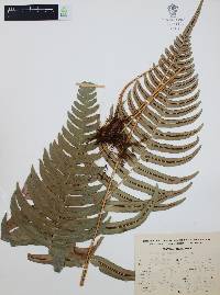 Blechnum occidentale image