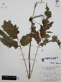 Diplazium ternatum image