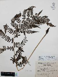 Athyrium arcuatum image