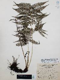 Athyrium arcuatum image