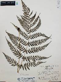 Athyrium arcuatum image