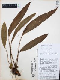 Elaphoglossum erinaceum image