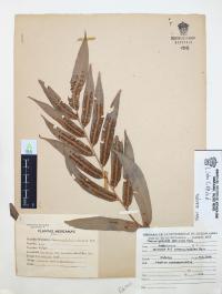 Phanerophlebia umbonata image