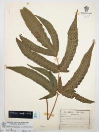 Tectaria heracleifolia image