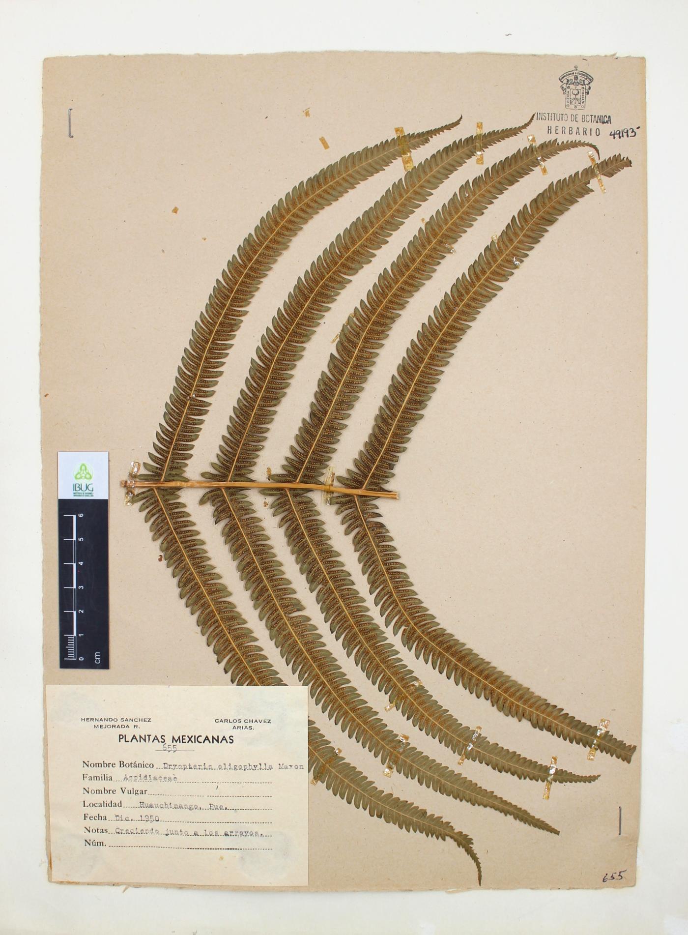 Dryopteris oligophylla image
