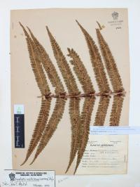 Dryopteris wallichiana image