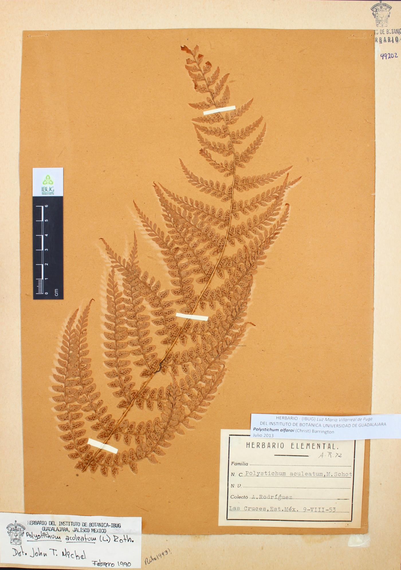 Polystichum alfaroi image