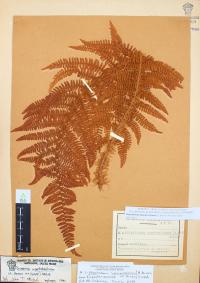 Polystichum speciosissimum image