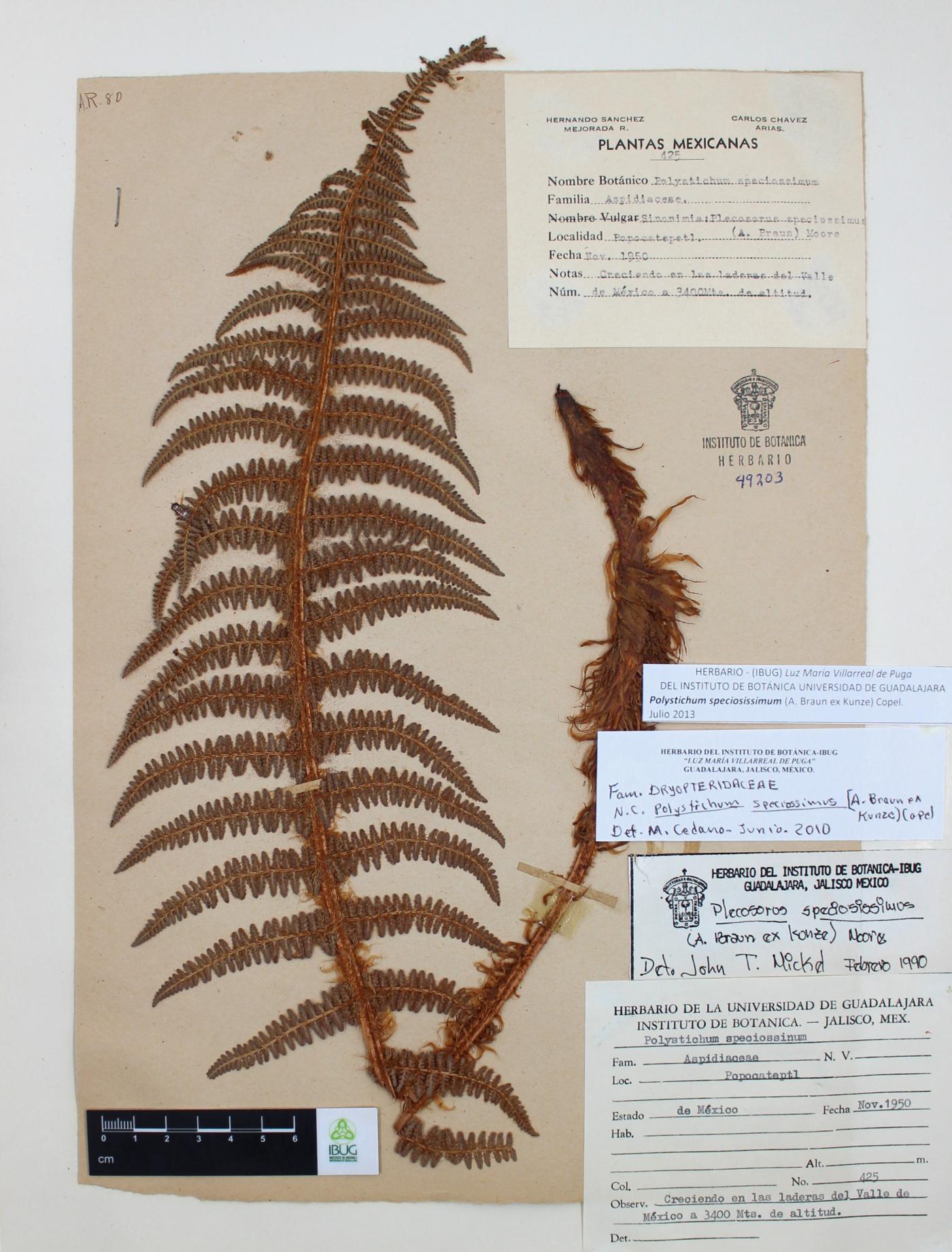 Polystichum speciosissimum image