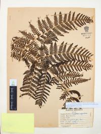 Ctenitis equestris image