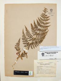 Dryopteris cinnamomea image