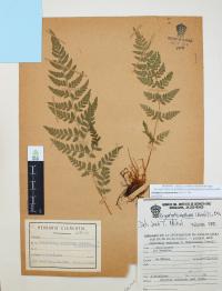 Dryopteris cinnamomea image