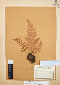 Dryopteris cinnamomea image