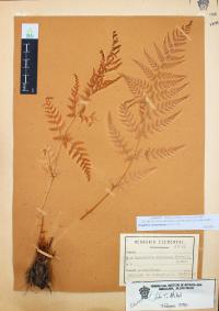 Dryopteris cinnamomea image