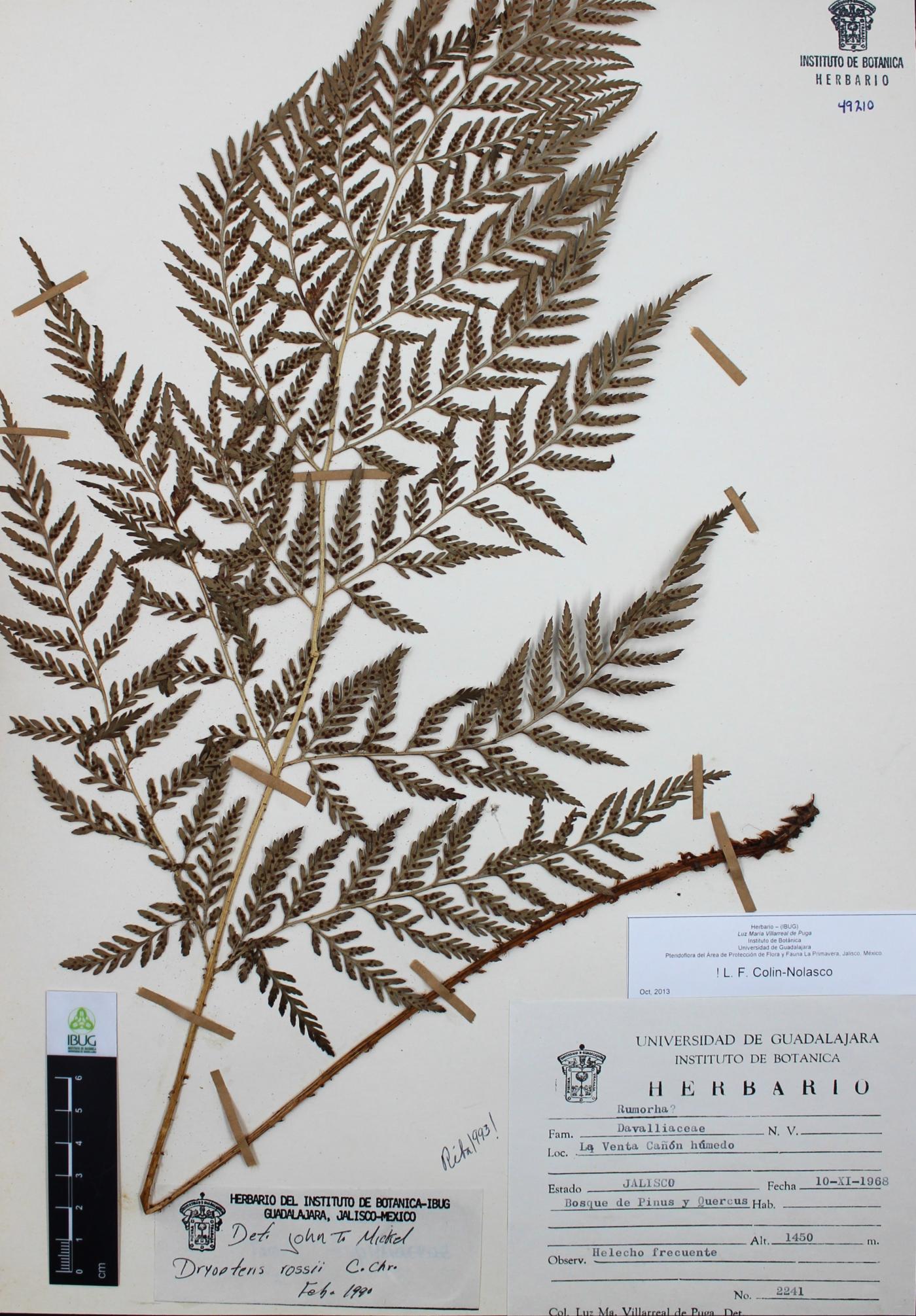 Dryopteris rossii image