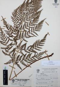 Dryopteris rossii image