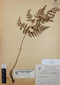 Dryopteris rossii image