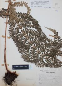 Polystichum aculeatum image