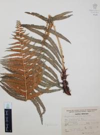 Polystichum aculeatum image