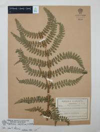 Polystichum aculeatum image