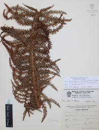 Polystichum speciosissimum image