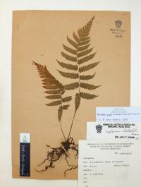 Thelypteris pilosa image