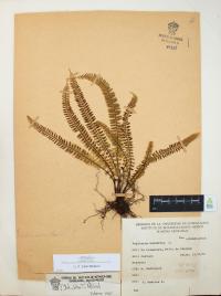 Asplenium monanthes image