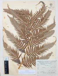 Woodwardia spinulosa image