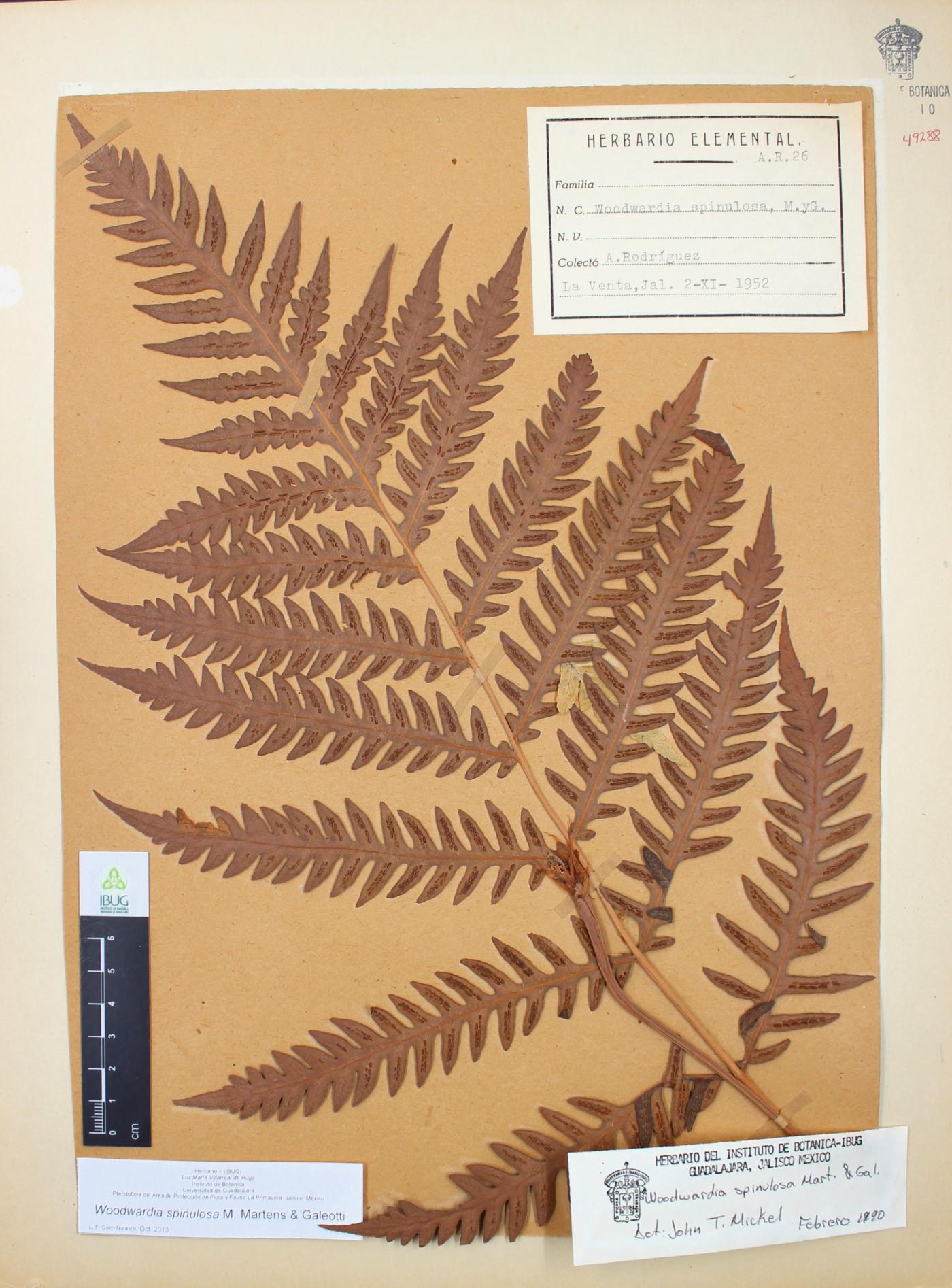 Woodwardia spinulosa image