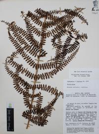 Polystichum distans image