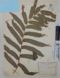 Phanerophlebia nobilis image
