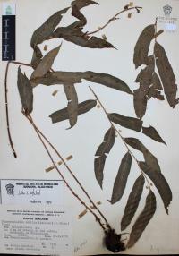 Phanerophlebia nobilis image
