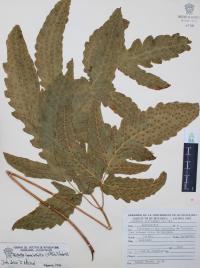 Tectaria heracleifolia image