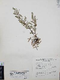 Myriopteris allosuroides image