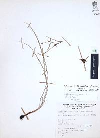 Nemastylis tenuis image