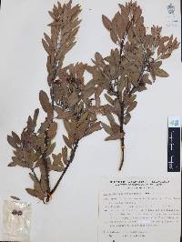 Arctostaphylos pungens image