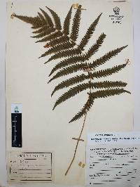 Thelypteris puberula image