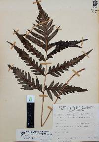 Woodwardia martinezii image