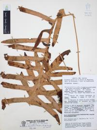 Phlebodium areolatum image