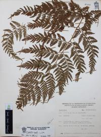 Dryopteris rossii image