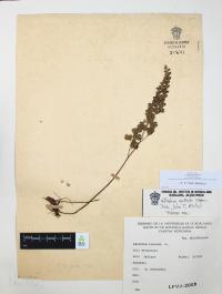 Adiantum andicola image