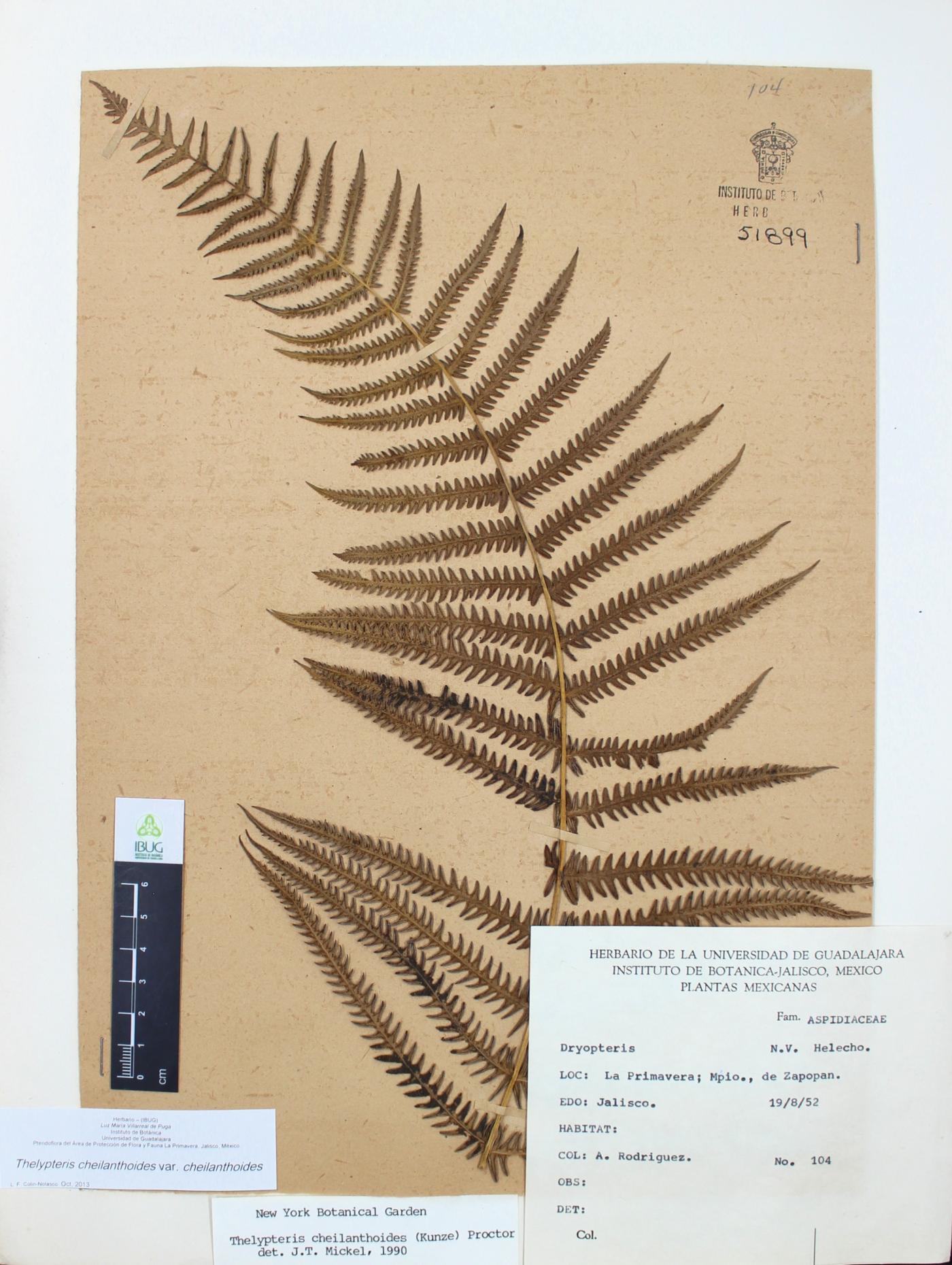 Thelypteris cheilanthoides image