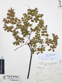 Adiantum amplum image