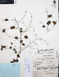 Adiantum amplum image