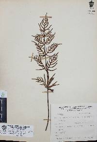 Mildella intramarginalis image