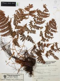 Dryopteris intermedia image