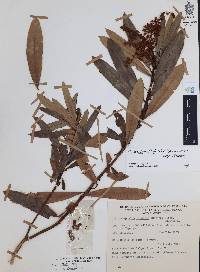 Comarostaphylis discolor image