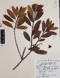 Comarostaphylis discolor image