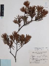 Comarostaphylis polifolia image