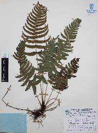 Blechnum glandulosum image